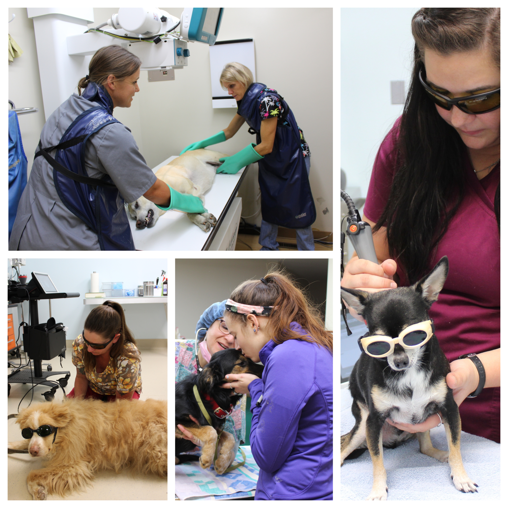 Animal Center Veterinary Hospital - Veterinarian in Helena, MT US